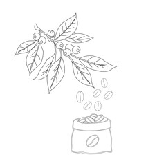 Branch with leaves. vector illustration of coffee branch. Coffee plant branch with leaf. Hand drawn Coffee tree vector. Coffee beans and leaves. Branch of a plant.