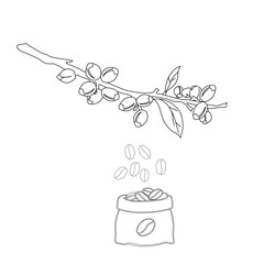 Branch with leaves. vector illustration of coffee branch. Coffee plant branch with leaf. Hand drawn Coffee tree vector. Coffee beans and leaves. Branch of a plant.