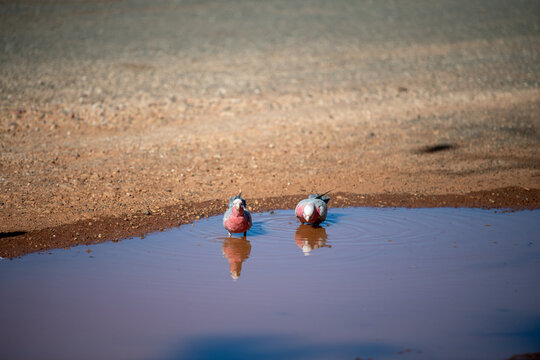 red bird - Powered by Adobe
