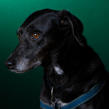 black dog portrait in the studio