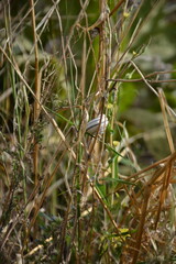 Snail is perfectly camouflaged while resting among a dense tangle of dry, brown grass stems