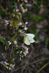 A beautiful Cabbage White butterfly, with wings slightly open, feeds on a cluster of tiny purple flowers in a meadow