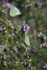 A selective focus shot of a white butterfly on a purple wildflower, with a second butterfly blurred in the background