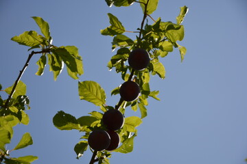 A low-angle shot of a plum branch, with the dark silhouettes of ripe fruit and leaves against a clear, deep blue sky