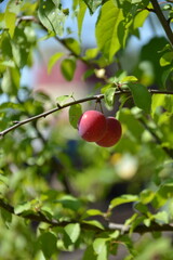 A perfect pair of small, bright red plums hang from a delicate branch against a beautiful, soft-focus green background