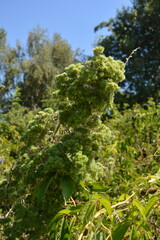 A unique, fuzzy green plant with bur-like flower clusters glows in the bright sun against a background of lush foliage