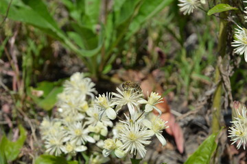 A macro, top-down view of a honey bee pollinating a delicate, star-shaped white Clematis flower in a garden
