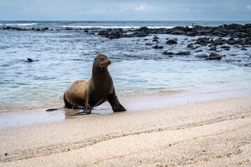 Obraz premium Sea Lion Posing on Playa Loberia Beach