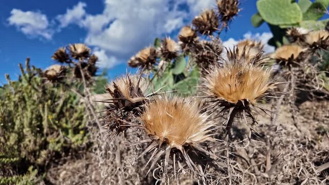 Dried wild flowers in malta and prickly pear Opuntia ficus-indica cactus. High quality 4k footage