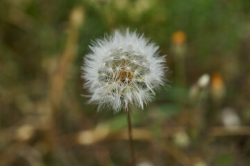 Dandelion seed head close-up in autumn light