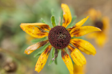 Faded yellow flower in late autumn field