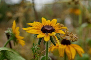 Yellow wildflowers blooming in autumn field