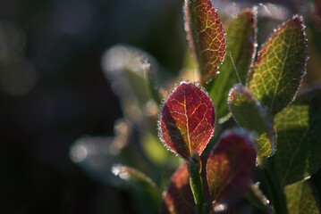 GROUND FROST - Hoarfrost on the leaves of forest plants
