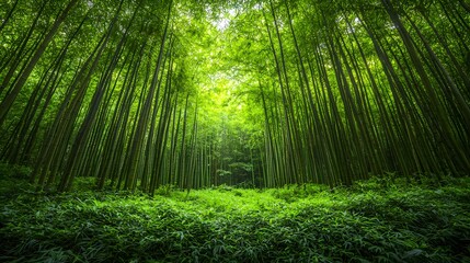 Obraz premium A serene lush green bamboo forest with dense tall stalks filtering sunlight