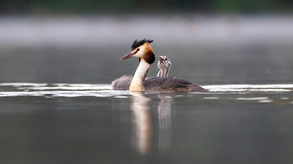 great crested grebe and chick swimming on a lake
