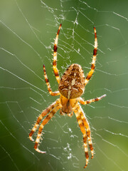 closeup of  a cross spider in its web