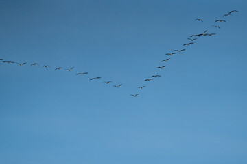 Geese in Flight