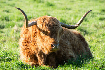 Highland Cow
