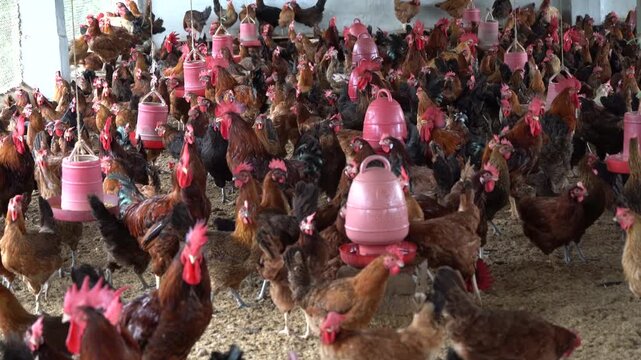 Deshi Sonali Chickens Feeding and Moving Inside Shed - Bangladeshi Poultry Farm with Sonali Super Hybrid hen - Sonali Super Hybrid Chickens Inside Rural Poultry Shed &ndash; 4K Close-Up Farm footage
