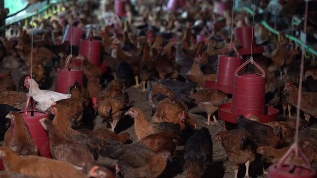 Deshi Sonali Chickens Feeding and Moving Inside Shed - Bangladeshi Poultry Farm with Sonali Super Hybrid hen - Sonali Super Hybrid Chickens Inside Rural Poultry Shed &ndash; 4K Close-Up Farm footage