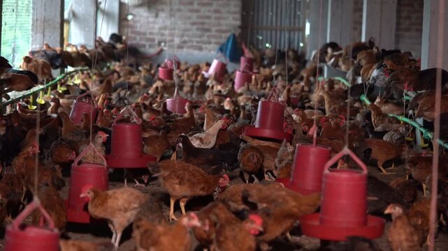 Deshi Sonali Chickens Feeding and Moving Inside Shed - Bangladeshi Poultry Farm with Sonali Super Hybrid hen - Sonali Super Hybrid Chickens Inside Rural Poultry Shed &ndash; 4K Close-Up Farm footage