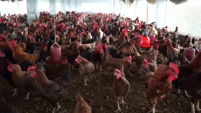 Sonali Super Hybrid Parent Chickens Inside Poultry Farm - Parent Stock of Sonali Hybrid Chickens in Poultry Shed - Healthy Sonali Breeder Chickens in Traditional Poultry Farm &ndash; 4K Close-Up