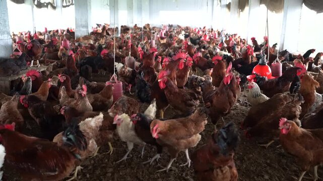 Parent Line Sonali Hybrid Chickens in Village Chicken Farm - Healthy Sonali Breeder Chickens in Traditional Poultry Farm - Sonali Super Hybrid Parent Chickens Inside Poultry Farm &ndash; 4K Video Footage