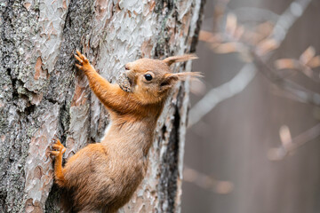 Red Squirrel