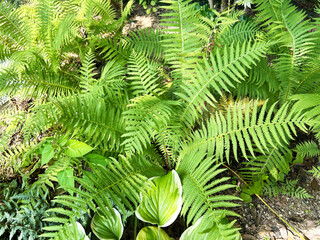 色鮮やかなシダ植物