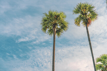 Obraz premium Two palm trees are standing tall in the sky