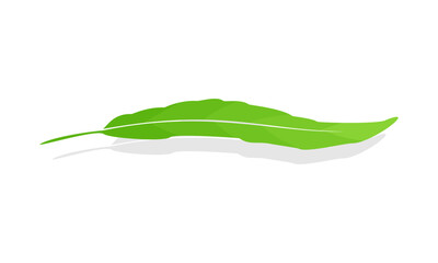 Natural willow leaf with shadow vector