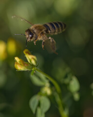 Bee taking off from the side, hairs on the bee's eye, bee between the meadow verticl, close-up of the hairs of a bee in the sunshine, Lathyrus pratensis in the sunshine