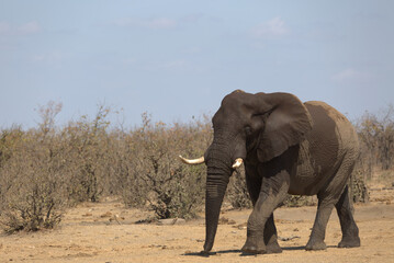 Obraz premium African bull Elephant (Loxodonta africana) walking to a water hole. Taken in Kruger National Park, South Africa.