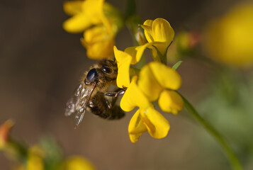 Bee from the side, hairs on the bee's eye, bee on beautiful yellow flowers of the meadow pea, close-up of hairs on a bee in the sunshine, Lathyrus pratensis in the sunshine, Anthophila