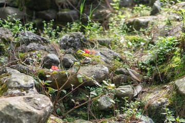 Vibrant orange flowers amidst mossy rocks and greenery