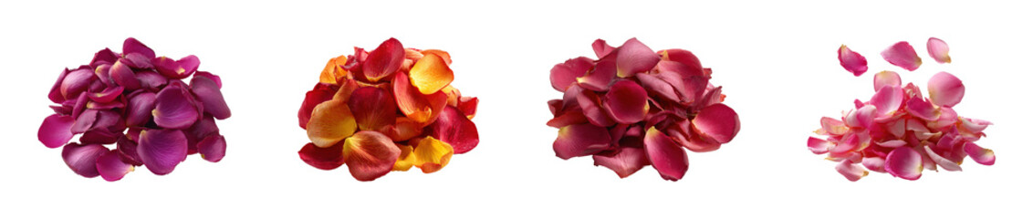 Flower petals arrangement nature beauty