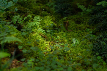 Lush green mossy ground cover with clover accents thrives