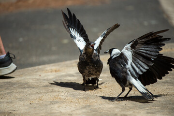 crows on tje ground
