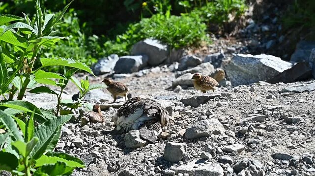山道に天然記念物の野鳥、雷鳥の親子が歩いている珍しい景色