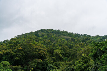 A lush green hillside with trees and a cloudy sky