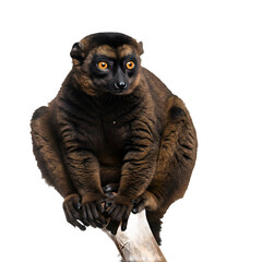 Obraz premium close up of a lemur PNG IMAGE.