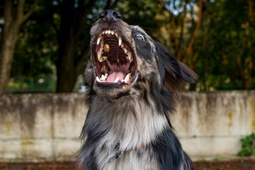 Dog opening mouth wide to catch a falling treat during playtime outdoors