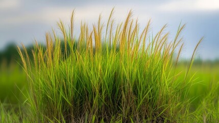 Fototapeta premium Vibrant green meadow grass with golden seed heads swaying gently in the soft breeze under a bright, expansive sky