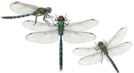 Dragonfly insect illustration wings nature wildlife entomology animal flying detailed drawing vibrant art