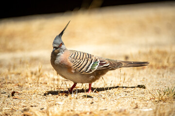 red billed hornbill