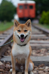幸福駅で微笑む柴犬 in 北海道