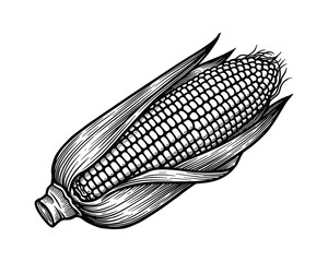 Corn cob with leaves engraving style illustration