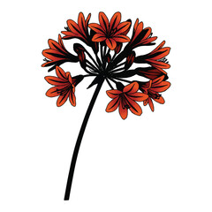 Striking Red Amaryllis Flower Blossom Isolated on White Background Artwork