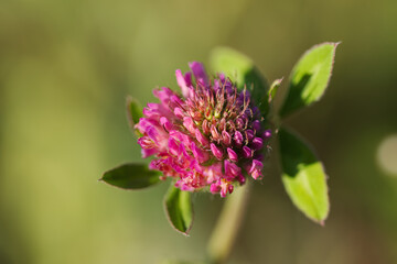 delicate pink blossom, Trifolium pratense, small pink blossom of meadow clover, close-up of pollen pistil and petals, meadow clover