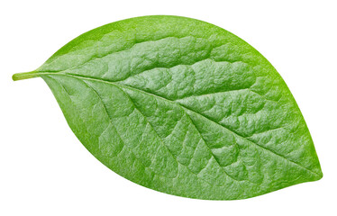 leaf isolated on white background